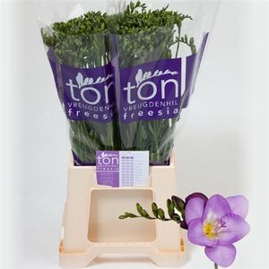FREESIA EN DELTA RIVER 52